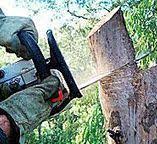 How Our Tree Care Process Works  in  Daly City, CA