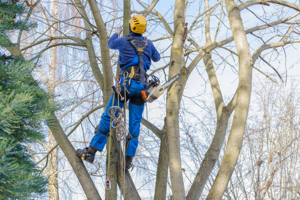 Tree and Shrub Care in Daly City, CA