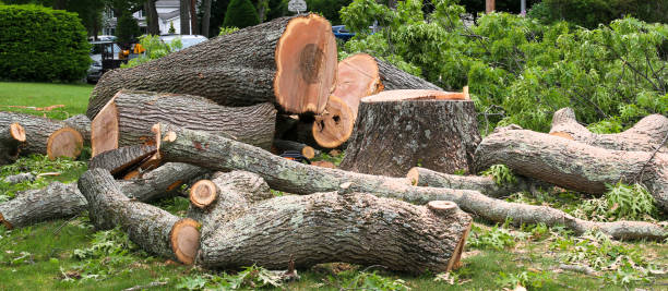 Trusted Daly City, CA Tree Care Experts