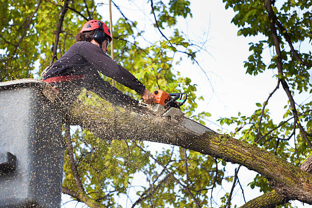 Daly City, CA Tree Care Company